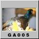 GA005.jpg