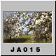 JA015.jpg