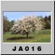 JA016.jpg