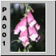 PA001.jpg