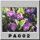 PA002.jpg