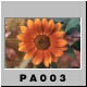 PA003.jpg