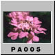 PA005.jpg