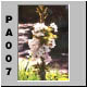 PA007.jpg