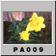 PA009.jpg