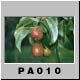 PA010.jpg