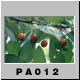 PA012.jpg